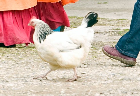 Chicken going about her business at Lower Shaw Farm ©Calyx Pictures